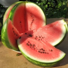 Арбуз Ница - ООО «Семена Тут»