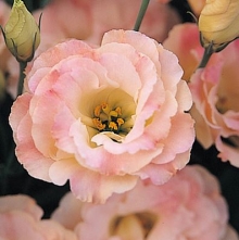 Эустома Арена 3 Шампань  [100 драже] - ООО «Семена Тут»