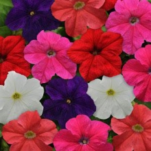 Петуния грандифлора Из Ридер Микс [1000 драже] - ООО «Семена Тут»