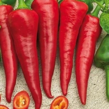 Перец острый Красный Толстяк (инкруст.семена) - ООО «Семена Тут»
