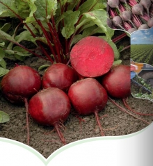 Свекла Беттолло F1 [фракция семян 3,0-3,5 мм] - ООО «Семена Тут»
