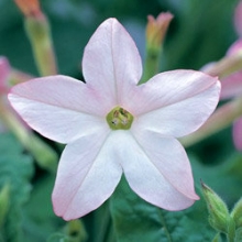 Табак Сандер Авалон Эппелблоссом [1000 драже] - ООО «Семена Тут»