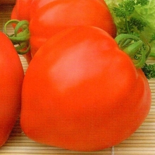 Томат Примадонна F1 - ООО «Семена Тут»