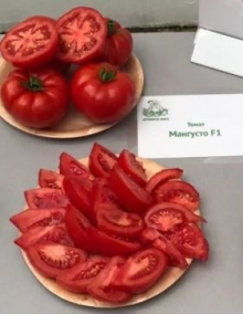 img-1: Томат Мангусто F1 (инкруст. семена) - ООО «Семена Тут»