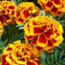 Бархатцы отклоненные махровые Двухцветный гигант - ООО «Семена Тут»