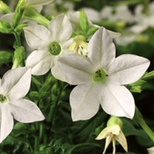 Табак Саратога Вайт [1000 драже] - ООО «Семена Тут»