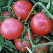 Томат Рианна F1 - ООО «Семена Тут»