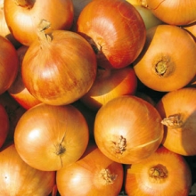 Лук репчатый Манас F1 - ООО «Семена Тут»