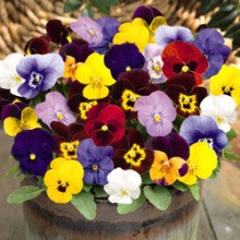 Виола рогатая Эдмаер Макси Микс [100 шт] - ООО «Семена Тут»