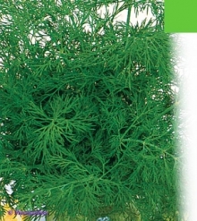 img-1: Укроп Аллигатор - ООО «Семена Тут»