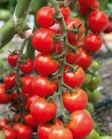 Томат Саппоро F1 - ООО «Семена Тут»