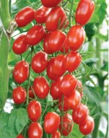 img-1: Томат Сладкий фонтан F1 (инкруст. семена) - ООО «Семена Тут»