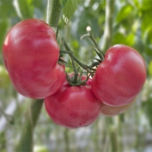 Томат Среда F1 - ООО «Семена Тут»