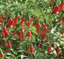 Перец кустарниковый Костер - ООО «Семена Тут»