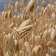 Овес яровой Лев (1 уп -1 кг) - ООО «Семена Тут»