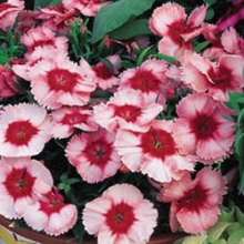 Гвоздика Супер Партфайт Строберри [1000 драже]* - ООО «Семена Тут»