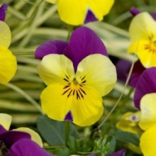 Виола рогатая Флорал Пауэр F1 Еллоу Пурпл Винг [1000 шт]*** - ООО «Семена Тут»