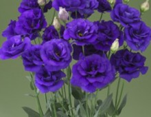 Эустома Арена 1 Парпл [100 драже] - ООО «Семена Тут»