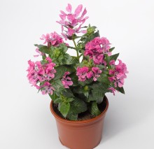 img-2: Куфея Шрирача F1 Пинк [100 шт] - ООО «Семена Тут»