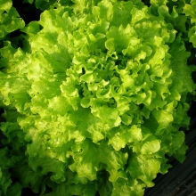 Салат Тональ - ООО «Семена Тут»