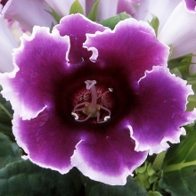 Глоксиния Импресс Блю Пикоти [100 драже] - ООО «Семена Тут»