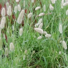 Лагурус (Зайцехвост) Заячий Хвостик [5 х 100 шт] - ООО «Семена Тут»