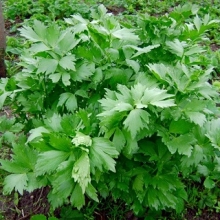 Любисток Лидер - ООО «Семена Тут»