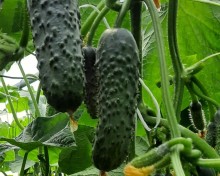 img-1: Огурец Бомбардир F1 - ООО «Семена Тут»