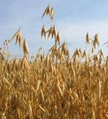 Овес яровой Ровесник - ООО «Семена Тут»