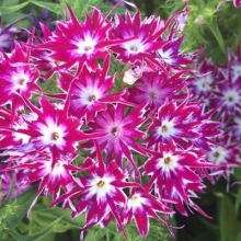 Флокс Попстарс Парпл [250 шт] - ООО «Семена Тут»