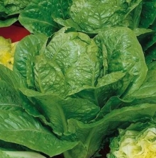 Салат Адамант - ООО «Семена Тут»