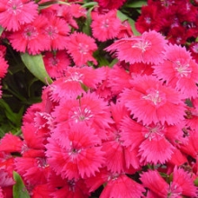 Гвоздика Чиба Роуз [100 шт] - ООО «Семена Тут»