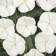 Катарантус Пацифика Вайт [1000 шт] - ООО «Семена Тут»