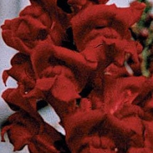 Львиный зев Монако (группа 2,3) Ред [1000 шт] - ООО «Семена Тут»