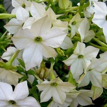 Табак Сандер Авалон Вайт [1000 драже] - ООО «Семена Тут»