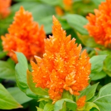 Целозия перистая Кимоно Оранж [1000 шт] - ООО «Семена Тут»