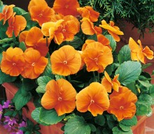 Виола крупноцветковая Карма Дип Оранж [1000 шт] - ООО «Семена Тут»