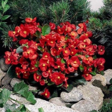 Бегония вечноцветущая Супер Олимпия Ред [1000 драже] - ООО «Семена Тут»