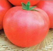 Томат Сенкара F1 - ООО «Семена Тут»