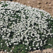 Мшанка Шиловидная Даблинер [1000 шт] - ООО «Семена Тут»