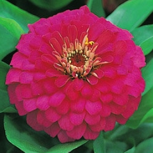 Цинния Дримленд Роуз [100 шт] - ООО «Семена Тут»