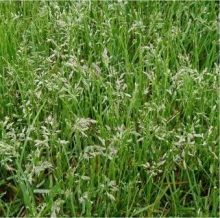 Райграс пастбищный Вик-66 - ООО «Семена Тут»
