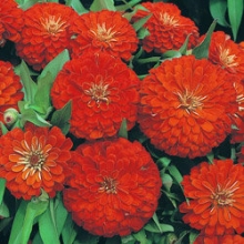 Цинния Дримленд Скарлет [1 гр] - ООО «Семена Тут»