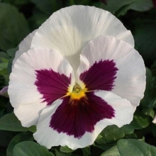 Виола крупноцветковая Матрикс Вайт Блотч [100 шт] - ООО «Семена Тут»