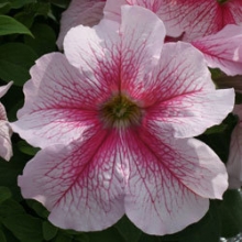 Петуния грандифлора Призм Распберри Сандай [1000 драже] - ООО «Семена Тут»