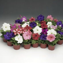 Петуния грандифлора Тритуния Микс [1000 драже] - ООО «Семена Тут»