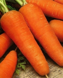 img-1: Морковь Шантенэ Роял - ООО «Семена Тут»