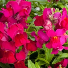 Львиный зев ампельный Кенди Шауэрс Дип Парпл  [1000 м/драже] - ООО «Семена Тут»