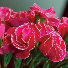 Примула махровая Примлет Роуз Виз Эйдж [100 шт] - ООО «Семена Тут»