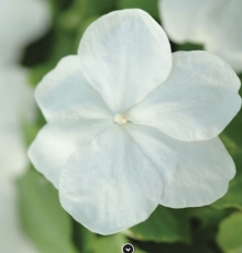 Бальзамин Супер Элфин F1 Вайт [30 шт] - ООО «Семена Тут»